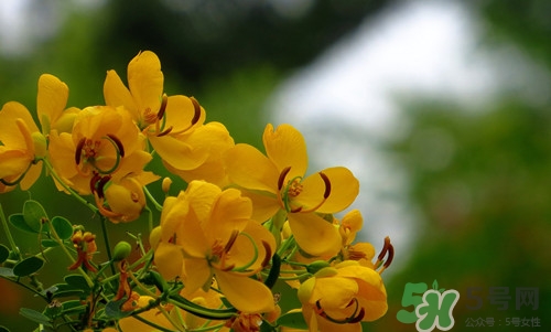 吃决明子有什么好处啊,吃决明子有什么好处和坏处