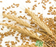 吃小麦胚芽有什么好处,孕妇吃小麦胚芽的好处