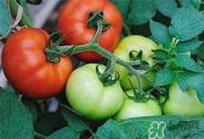 番茄存放方法,番茄的贮藏方法