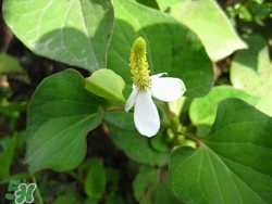 鱼腥草能治哮喘吗,鱼腥草能治小孩咳嗽吗 鱼腥草能治哮喘吗,鱼腥草能治小孩咳嗽吗