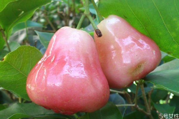 莲雾的选购窍门有什么(怎么挑选莲雾) 莲雾的选购窍门有什么(怎么挑选莲雾)