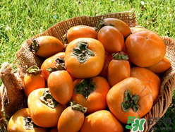 柿子籽能吃吗,柿子有籽吗