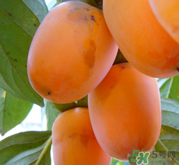 柿子的白霜是怎么形成的,柿子表面的白霜是什么