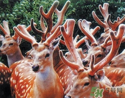 吃鹿茸上火怎么解决,鹿茸吃上火了,有什么可补救的嘛?