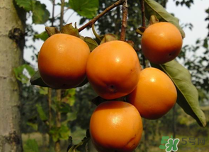 孕妇能不能吃柿子一天最多吃几个,柿子一天最多吃几个