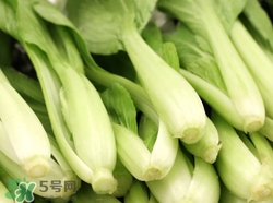 小白菜的功效和作用以及营养价值,小白菜的功效和作用禁忌 小白菜的功效和作用以及营养价值,小白菜的功效和作用禁忌