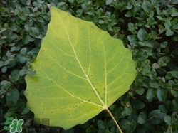 杨树叶子有什么功效,杨树叶有什么功效