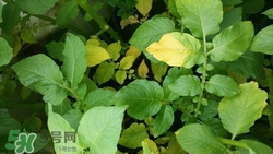 隔年的茶叶能喝吗,茶叶过一年还能喝吗 隔年的茶叶能喝吗,茶叶过一年还能喝吗