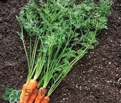 胡萝卜叶子的功效和作用禁忌,胡萝卜叶子的功效和作用及食用方法