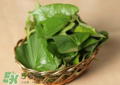 番薯叶怎么做青贮,番薯叶怎么做 番薯叶怎么做青贮,番薯叶怎么做