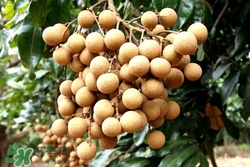 龙眼叶的功效和作用养龟,龙眼叶的功效和作用及禁忌