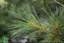 松叶的功效和作用有哪些,松叶的功效和作用,松叶的副作用