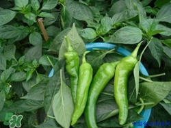 辣椒叶的功效和作用及禁忌,食用辣椒叶的功效和作用