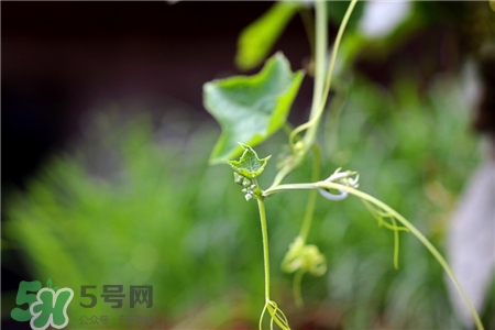 丝瓜藤的功效和作用,丝瓜藤的副作用,丝瓜藤的功效和作用和副作用