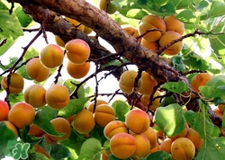 杏子核的功效和作用,杏子核的功效和作用禁忌 杏子核的功效和作用,杏子核的功效和作用禁忌