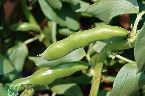 扁豆中毒原理,扁豆中毒原因 扁豆中毒原理,扁豆中毒原因