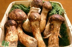 松茸煮多久能熟,新鲜松茸煮多久可以吃吗