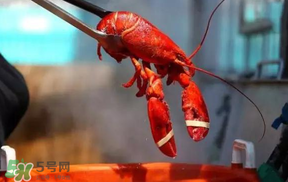 冬天哪里有小龙虾,冬天哪里有小龙虾出售