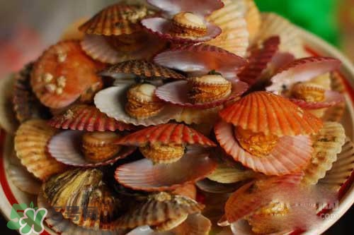 扇贝裙边能吃吗,扇贝裙边能吃吗尿酸高