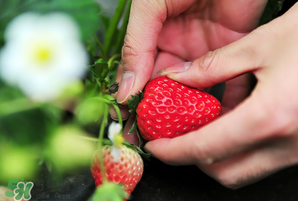 冬天的草莓能吃吗有激素吗,冬天的草莓能吃吗小朋友