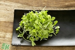 豆瓣菜的功效和禁忌,豆瓣菜好吃吗