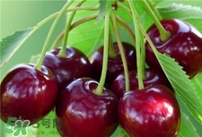 食用车厘子注意什么,车厘子食用方法