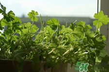 食物过敏怎么办才最有效止痒,食物过敏怎么办怎么紧急处理 食物过敏怎么办才最有效止痒,食物过敏怎么办怎么紧急处理