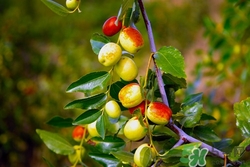 吃酸枣有什么好处,吃酸枣的好处和坏处