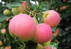 沙果的功效和作用,沙果的功效和作用及食用方法 沙果的功效和作用,沙果的功效和作用及食用方法