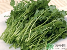 西洋菜的功效和作用的功效和作用,西洋菜的功效和作用及禁忌