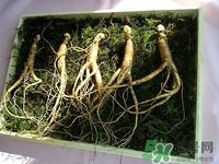 人参鹿茸汤的做法大全,人参鹿茸汤有什么功效