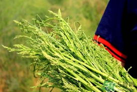 芦笋茶怎么泡,芦笋茶怎么泡着喝