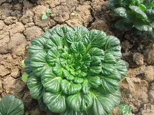 乌塌菜的功效和作用及禁忌,黄心乌塌菜的功效和作用