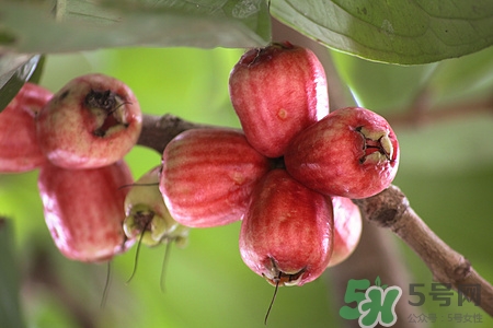 番石榴降糖吗,石榴降糖吗