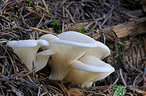 平菇的营养成分和营养价值,平菇营养成分 平菇的营养成分和营养价值,平菇营养成分