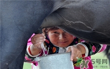 马奶的功效和作用禁忌,驼奶粉的作用和功效