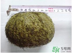 羊宝结石的功效和价值,羊的结石叫什么