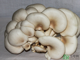 吃平菇有什么好处和坏处,平菇怎么吃好吃平菇的吃法