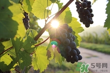 空腹吃葡萄会拉肚子吗,空腹吃葡萄拉肚子是什么原因呢?