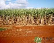 冬天吃甘蔗有什么好处和坏处,吃甘蔗有什么功效和作用