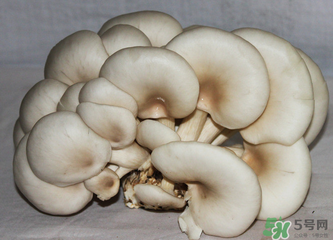 平菇怎么保存的时间长,平菇怎么保存新鲜不烂