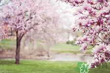 桃花茶的功效和作用以及正确喝法,桃花茶的功效和作用什么治便秘最好