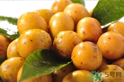 酸枣的营养价值及功效,酸枣的营养价值和药用价值