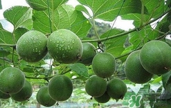 罗汉果可以长期吃吗,罗汉果可以直接吃吗?