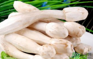 鸡腿菇不能和什么一起吃,鸡腿菇不能和什么一起吃/同吃