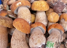 鸡枞菌的功效和作用禁忌,鸡枞菌的功效和作用及食用