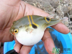 河豚鱼皮的营养价值,河豚鱼皮的营养价值和功效