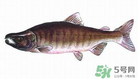 马哈鱼什么样,马哈鱼是进口的吗