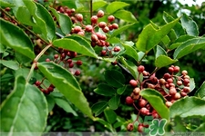 花椒怎么驱虫,花椒驱虫吗 花椒怎么驱虫,花椒驱虫吗