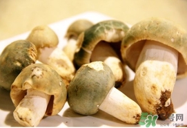 绿菇的功效和作用及禁忌,绿菇的功效
